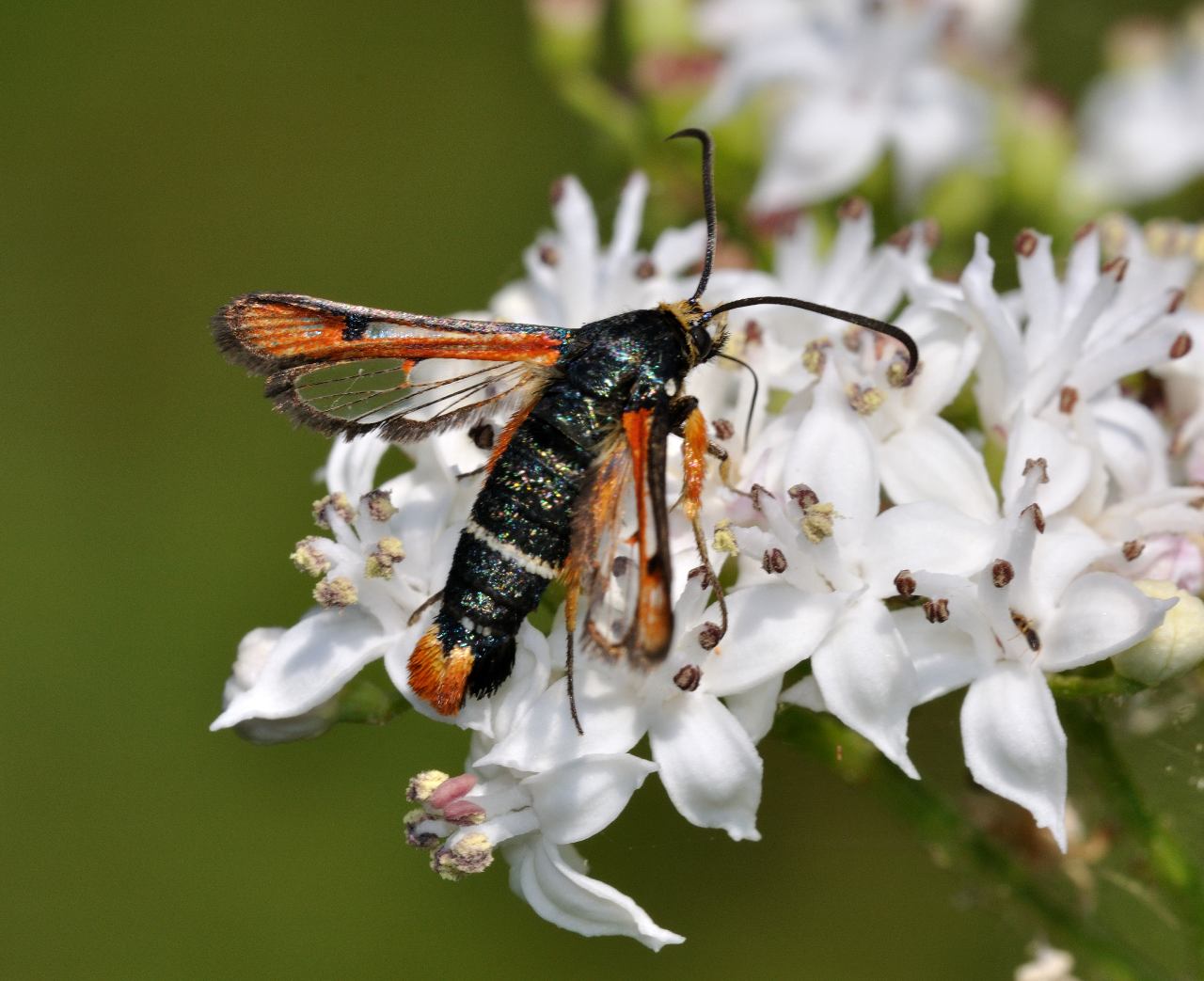 ID Lepidottero 2 : Pyropteron chrysidiforme